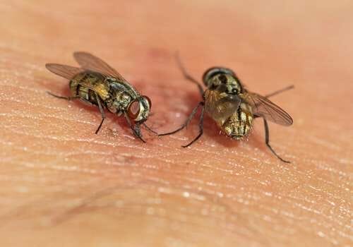 Try These Easy and Non Toxic Way to Kill Flies 1 are house flies harmful