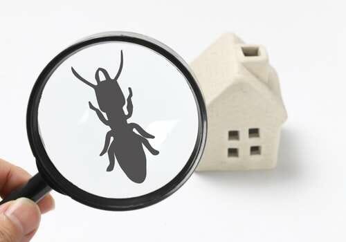 Eco-Friendly Termite Control: How to Keep Your Home Safe from Pests