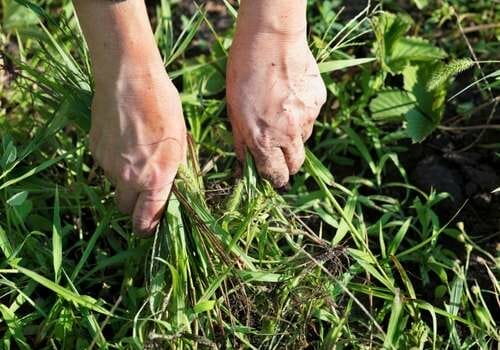 The Best Non Toxic Way to Kill Weeds 2 hand weeding