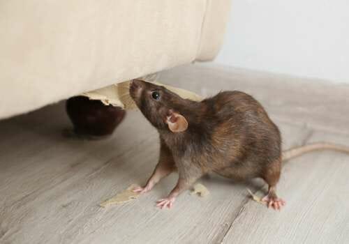 the top signs of rat infestation