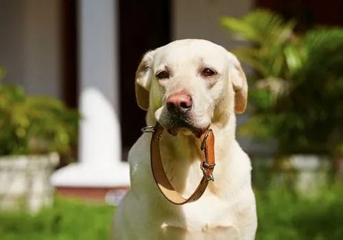 is biothane eco friendly: your next dog collar