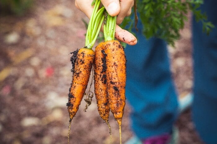 what foods are sustainable