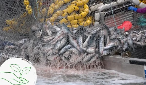 What Is Sustainable Harvesting? Everything To Know 3 4. is sustainable harvesting effective