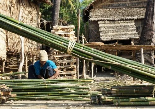 why is bamboo eco friendly? learn how it grows & its everyday uses