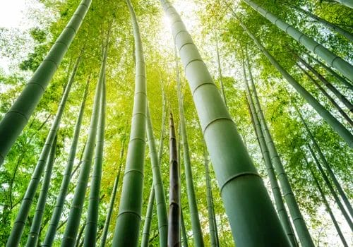 Why Is Bamboo Eco Friendly? Learn How It Grows & Its Everyday Uses 1 2. example of a bamboo forest