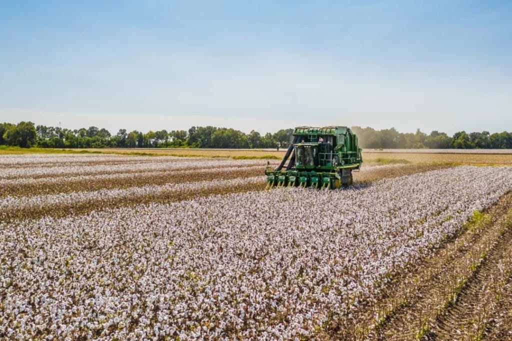 cotton vs organic cotton