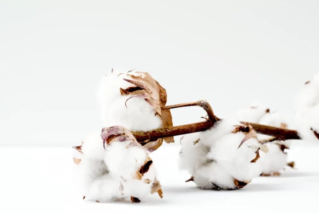 Cotton vs Organic Cotton: Which Is Better? 1 cotton vs organic cotton