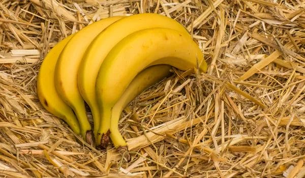 unpeeling the nutritional benefits of organic and regular bananas